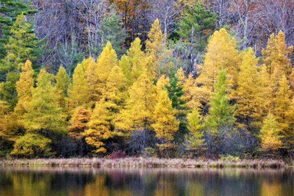 Tamaracks at Equinox Pond