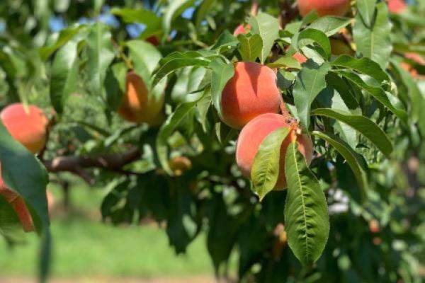 Fruit tree