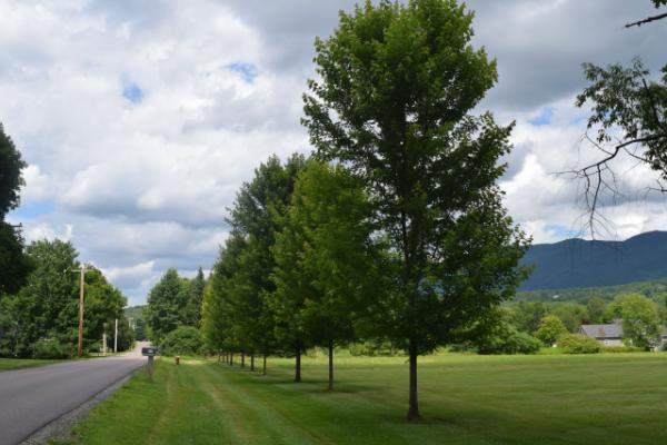 Trees along road in Waterbury