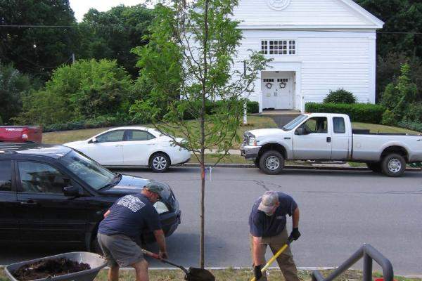 Rockingham Tree Planting