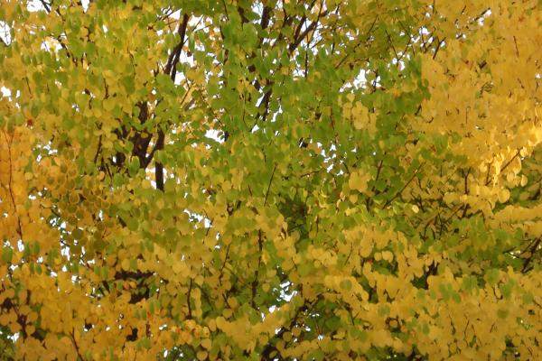 Katsura leaves