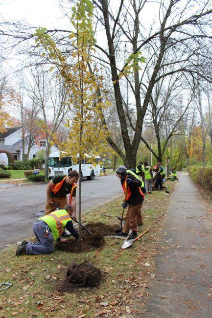 Tree planting in Burlington