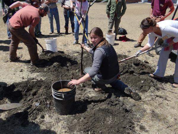 Kate Forrer Planting Tree