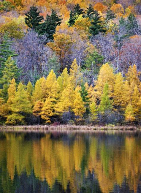 Tamaracks at Equinox Pond