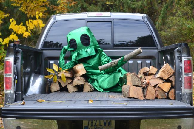 Emerald ash borer with firewood