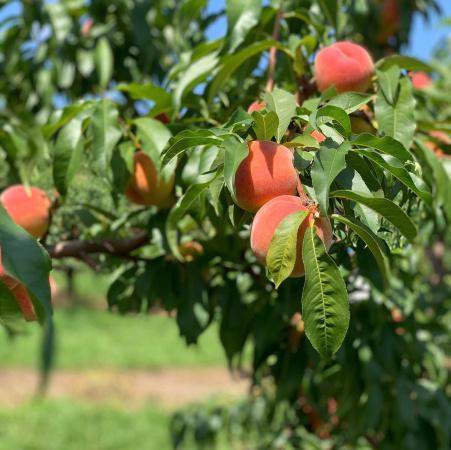 Fruit tree