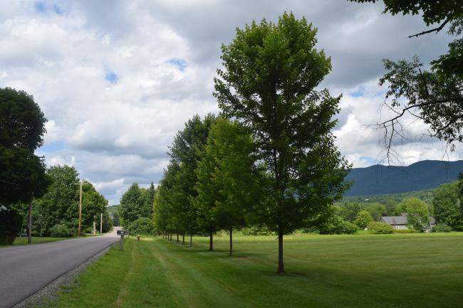 Row of young planted trees