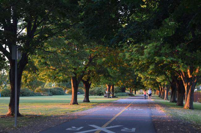 Trees along a bike path