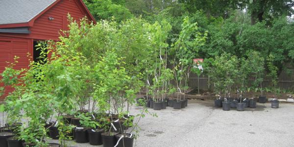 Community Canopy Trees