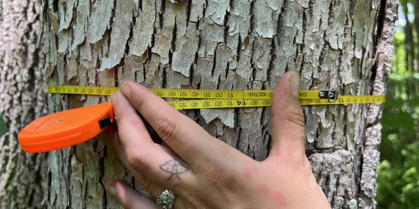 Measuring black ash