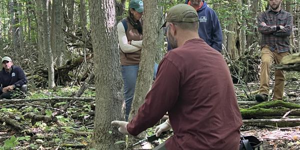 Insecticide treatment on black ash