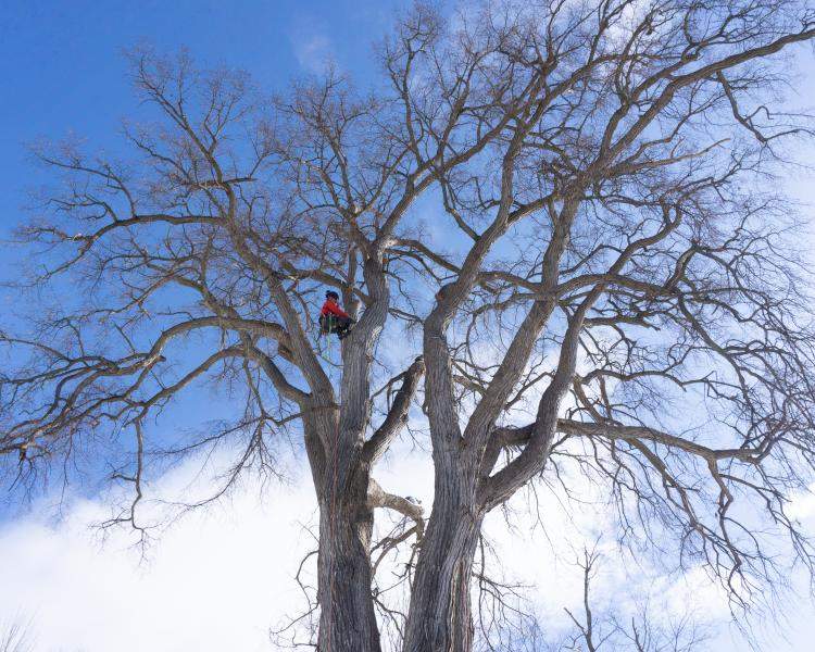 Arborist in tree