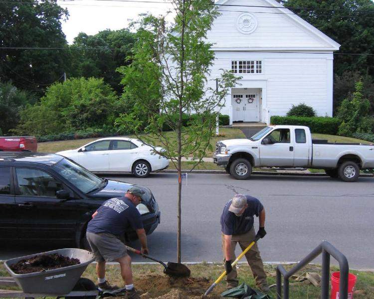 Rockingham Tree Planting