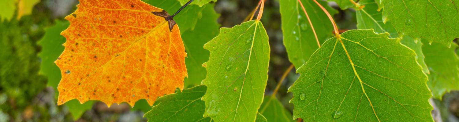 big tooth aspen leaves