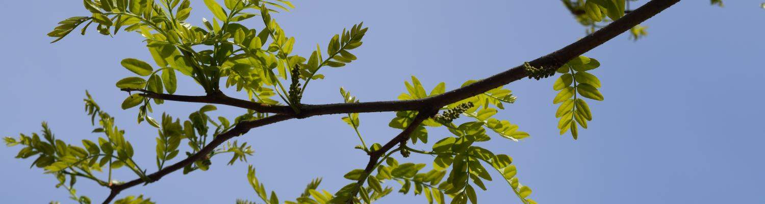 locust leaves